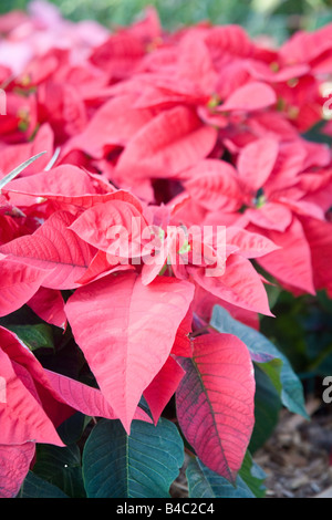 pink christmas flowers garden loei rua poinsettia euphorbia phu pulcherrima blooming leaves rare plant star green alamy poinsettias growing outside