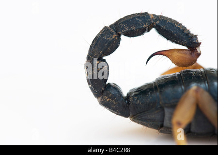 Heterometrus madraspatensis. Indian Forest Scorpion / Madras Forest Scorpion on white background Stock Photo