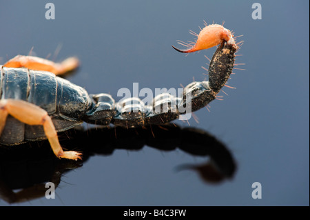 Heterometrus madraspatensis. Indian Forest Scorpion / Madras Forest Scorpion on black reflective background Stock Photo