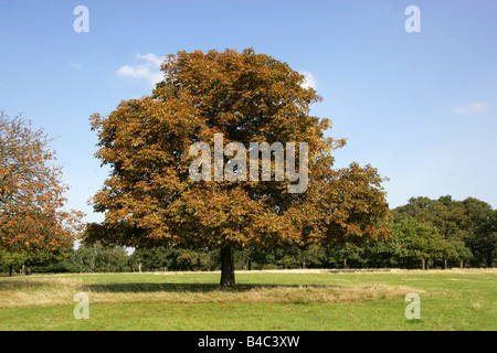 Horse Chestnut Tree, Aesculus hippocastanum Stock Photo