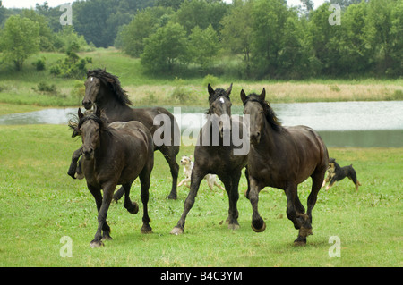 Herd of black Percheron Draft Horse mares run through open green fields Stock Photo