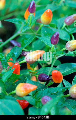 CAPSICUM CHILLI NUMEX TWILIGHT Stock Photo