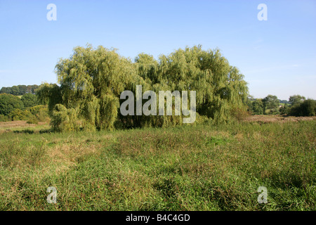 Weeping Willow Trees, Salix babylonica, Chess Valley Hertfordshire UK Stock Photo