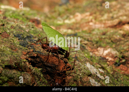 Leaf Cutter Ant Atta sp single adult carrying leaf Taken April Atlantic Rainforest Rio de Janeiro state BRAZIL Stock Photo