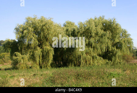 Weeping Willow Trees, Salix babylonica, Chess Valley, Hertfordshire, UK Stock Photo