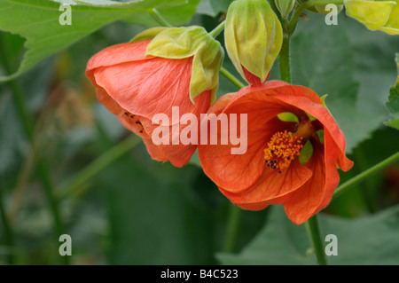 Flowering Maple,Indian Mallow. Abutilon Chinese Bell Flower, Chinese Lantern Mallow (Abutilon sp) flowers Stock Photo