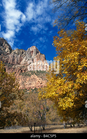 Autumn colours in Zion National Park during The Fall. Tree with autumn leaves blue sky and wispy clouds in front of rocky Zion outcrop. Stock Photo