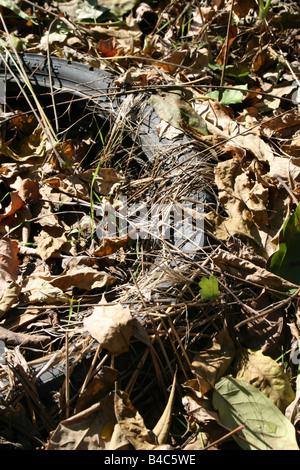 one old car tyre dumped in countryside Stock Photo
