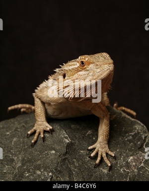 Bearded Dragon Lizard, male, sitting on a rock Stock Photo