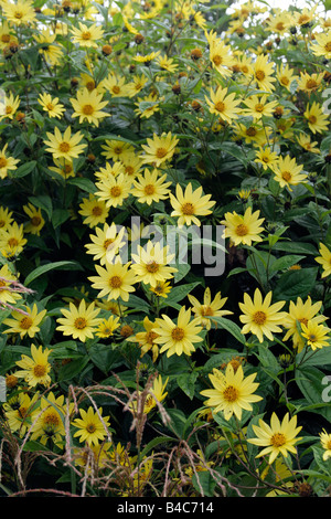 HELIANTHUS LEMON QUEEN AGM Stock Photo