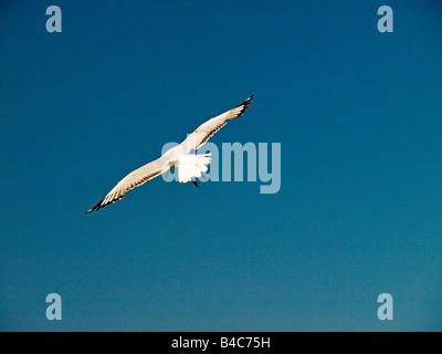 Silver Gull Larus novaehollandiae in flight from behind Australia Stock Photo