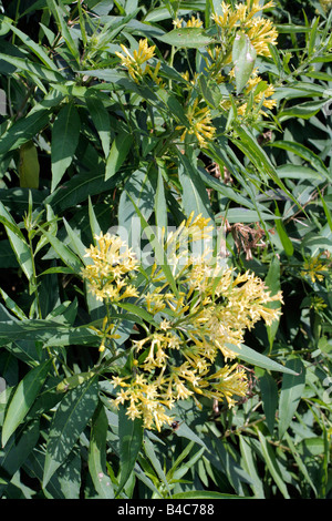 CESTRUM PARQUI AGM Stock Photo