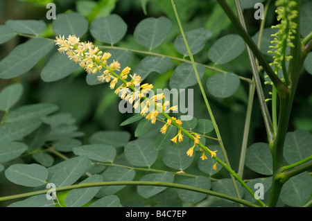 Red Bead Tree ,Coralwood Peacock Flower, Fence Red Sandalwood Tree (Adenanthera pavonina, Pterocarpus santalinus) flowers Stock Photo