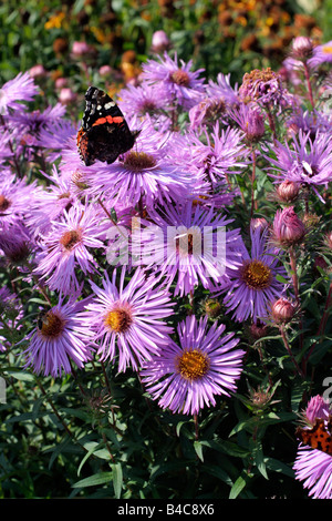 ASTER NOVAE ANGLIAE MRS S T WRIGHT Stock Photo