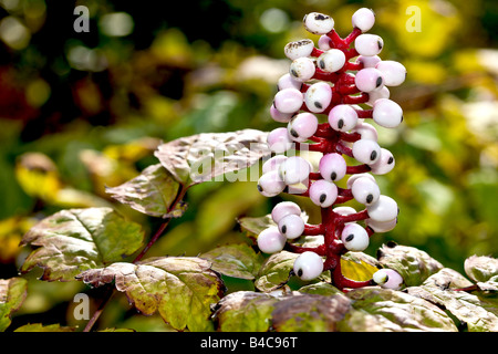 White Baneberry Stock Photo