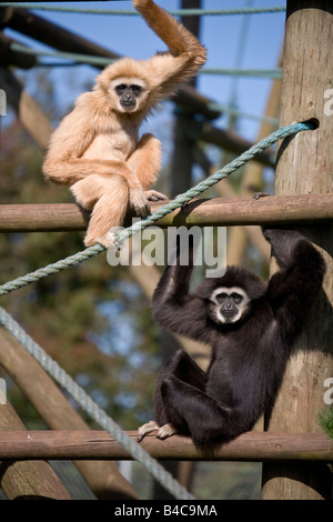 White Handed Gibbons Stock Photo