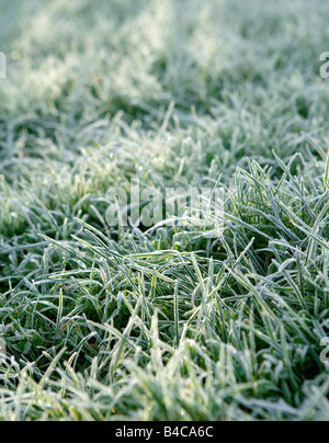 An early morning image of the grass in a private garden with concepts of cold crisp frosty english winter mormings Stock Photo