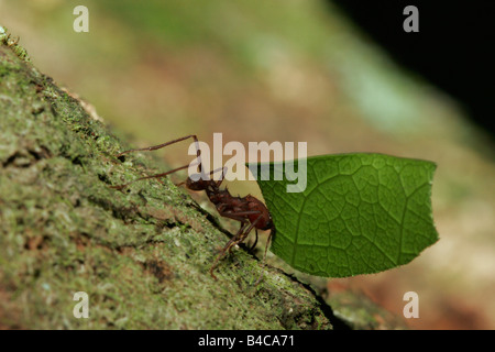 Leaf Cutter Ant Atta sp single adult carrying leaf Taken April Atlantic Rainforest Rio de Janeiro state BRAZIL Stock Photo