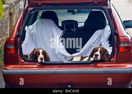 Two Spaniels sitting looking out of the boot of a parked hatchback car. United Kingdom Great Britain England UK 2008 Stock Photo