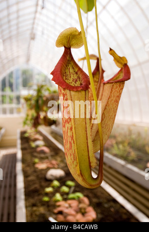 Close up of Nepenthes Pitcher plant growing in an 18th Century greenhouse in the Botanical Gardens in Valencia Stock Photo