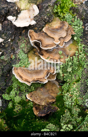 Turkey Tails (Many-zoned Polypore) Trametes versicolor growing on a dead tree stump with lichens & moss Stock Photo