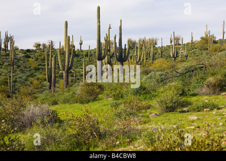 Giant Saquaro cactus in the desert outisde Phoenix AZ. Just north of Saguaro Lake  at Butcher Jones in Tonto National Forest Stock Photo
