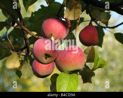 Ripe red McIntosh apples on the tree glisten with dew in the morning sunlight . Stock Photo