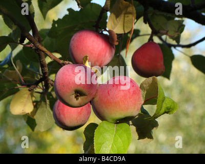 Ripe McIntosh apples on the tree. This variety is the national