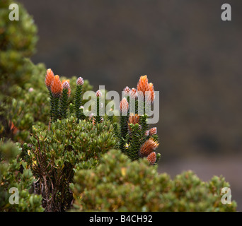 Wild flowers on bush, Mt. Cotopaxi, Ecuador Stock Photo - Alamy