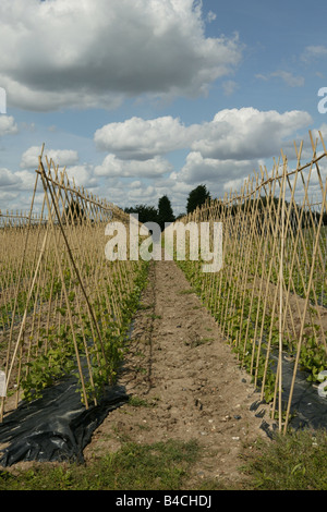 Fruit and vegetable production an a farm in Essex, UK Stock Photo