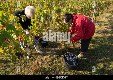 Grape pickers working in vineyard, sud-Touraine, France. Stock Photo