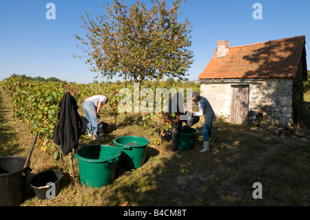 Grape pickers working in vineyard, sud-Touraine, France. Stock Photo