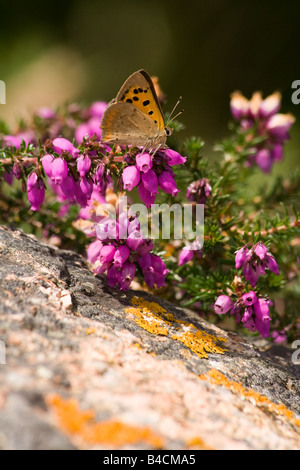 Small Copper on Bell Heather Stock Photo