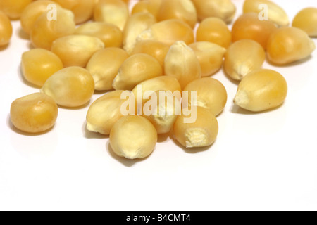 macro detail of corn seeds isolated on white background Stock Photo