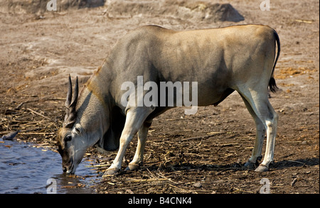 Eland drinking at waterhole, Etosha, Namibia. Stock Photo