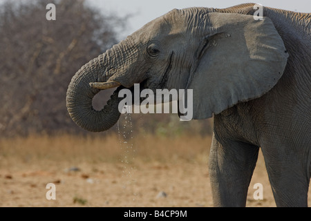 Elephant drinking from waterhole Etosha, Namibia.