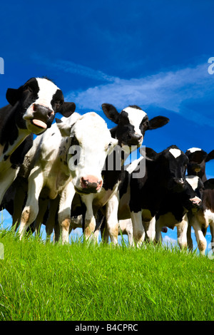 Small group or herd of inquisitive Holstein black and white calves peering down at the camera on a diary farm in Lancashire, UK Stock Photo