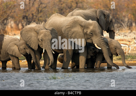 Herd of Elephants at waterhole in Etosha National Park, Namibia. Stock Photo