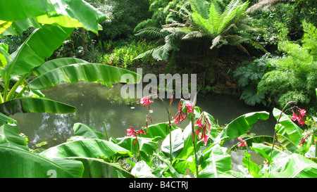 Lost gardens of Heligan,pentewan,st.Austell,Cornwall,england Stock Photo