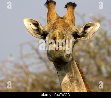 Giraffe chewing leaves, Namibia. Stock Photo