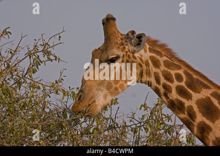 Giraffe feeding off a tall tree in Namibia. Stock Photo