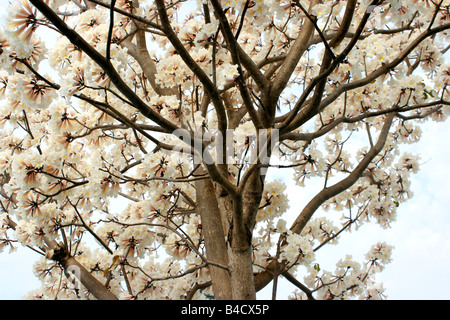 Blooming White Trumpet Tree Stock Photo