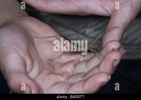 Indian Stick insect Carausius morosus being held in hands. UK Stock Photo