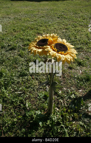 many yellow sunflowers in pots in sun in garden Stock Photo - Alamy