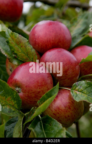 cluster or bunch of red apples growing in apple tree during summer months in England UK Stock Photo