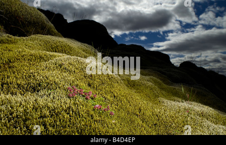 Moss covered lava with flowers growing, South Coast Iceland Stock Photo