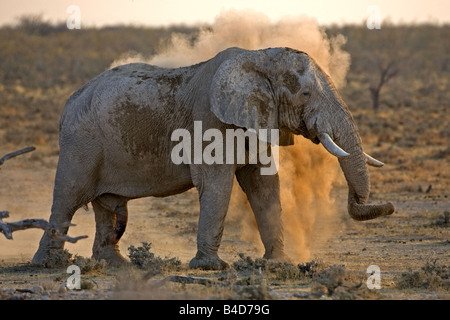 Elephant shooting dust onto body via his trunk Stock Photo