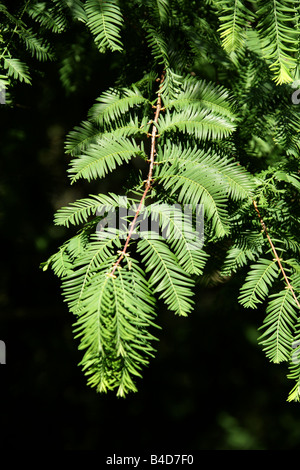 Dawn Redwood Leaves, Metasequoia glyptostroboides Stock Photo