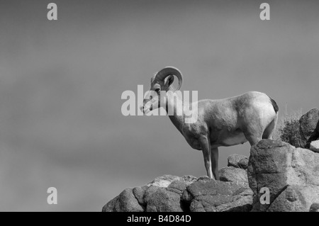 Black and white photo of bighorn sheep standing on rock outcropping. Stock Photo