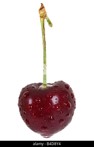 Fresh black cherry macro isolated on a white background Stock Photo
